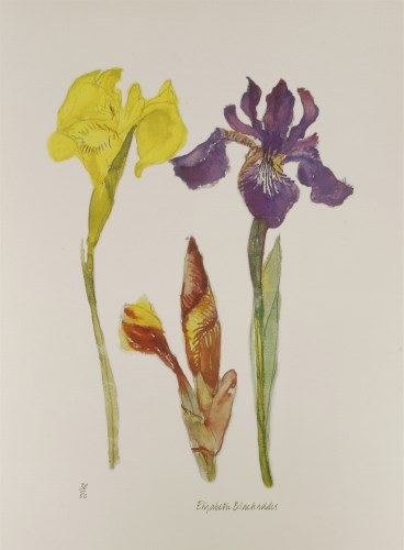 Lot 13 - Dame Elizabeth Blackadder RA RSA (b.1931)
IRISES
Lithograph printed in colours