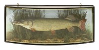 Lot 310 - A preserved pike