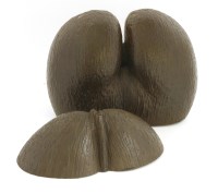 Lot 305 - A coco de mer shell in two parts