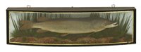 Lot 67 - Taxidermy: A mounted pike