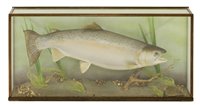 Lot 72 - Taxidermy: A mounted salmon trout