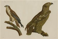 Lot 221 - Louis Boughet (1765-1814) after Jaques Barraband (1767-1809)