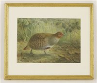Lot 195 - Johannes Gerardus Keulemans (Dutch, 1842-1912)