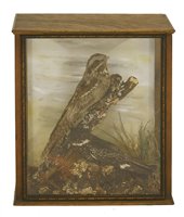 Lot 231 - Taxidermy: A male and female nightjar