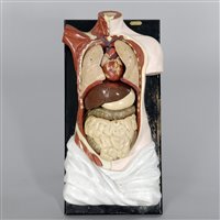 Lot 285 - AN ANATOMICAL MODEL OF THE HUMAN TORSO