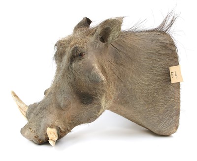 Lot 180 - A mounted warthog head with tusks