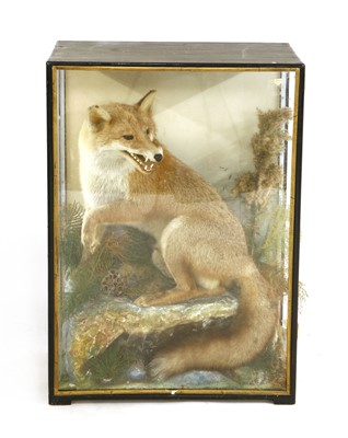 Lot 570 - A stuffed and mounted fox