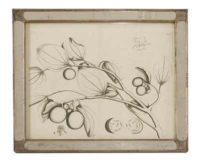 Lot 175 - A set of ten monochrome botanical engravings