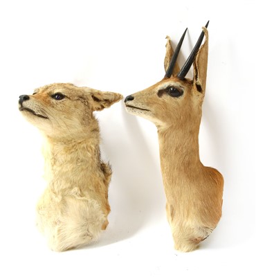 Lot 331 - Taxidermy: A mounted head of a springbok and another