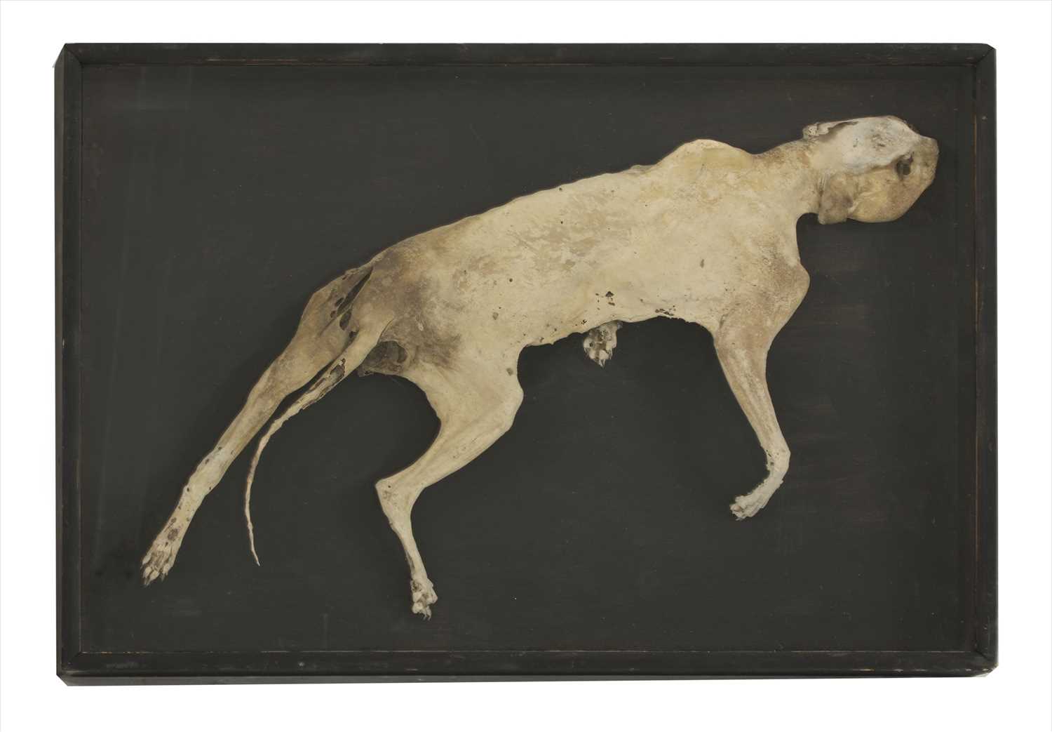 Lot 45 - A MUMMIFIED CAT