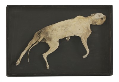 Lot 45 - A MUMMIFIED CAT