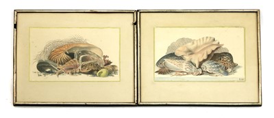 Lot 255 - Four hand-coloured lithographs of shell arrangements