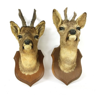 Lot 236 - A pair of Deyrolle of Paris taxidermy deer heads