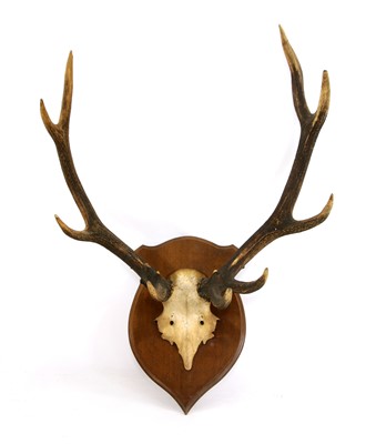Lot 247A - A pair of mounted deer antlers
