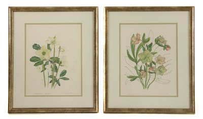 Lot 282 - A collection of five floral watercolour studies