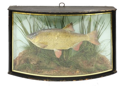 Lot 169 - A taxidermy study of a rudd