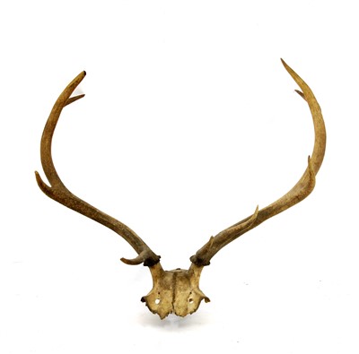 Lot 224 - A pair of deer antlers