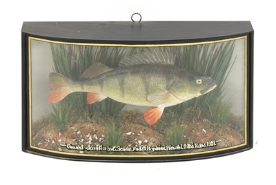 Lot 168 - A taxidermy perch