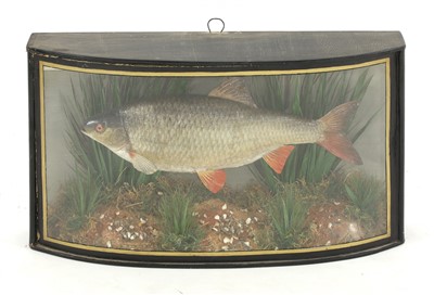 Lot 167 - A taxidermy roach