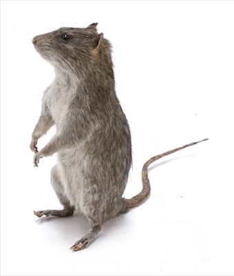 Lot 321 - SCABBERS THE RAT