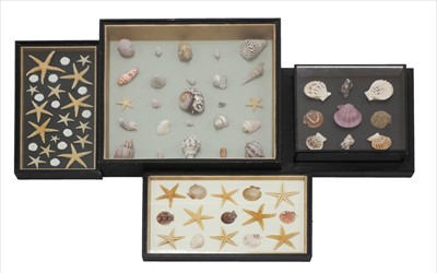 Lot 283 - SEASHELLS