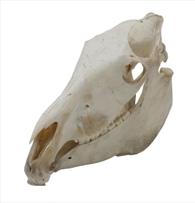 Lot 254 - ZEBRA SKULL