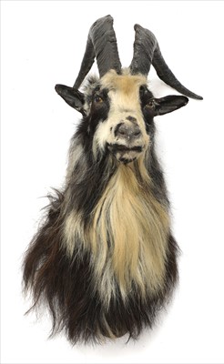 Lot 47 - MOUNTAIN GOAT