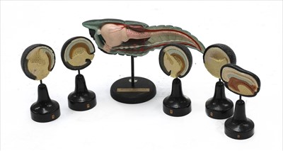 Lot 329 - DEVELOPMENT OF THE CRAYFISH