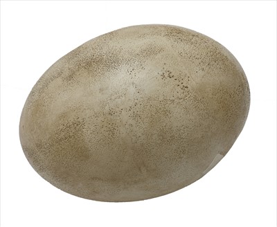 Lot 319 - ELEPHANT BIRD EGG