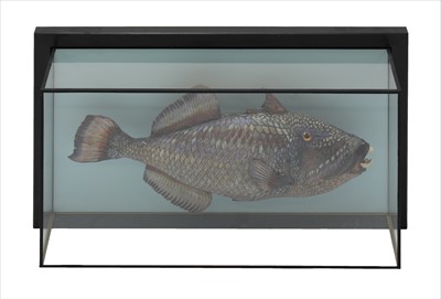 Lot 284 - TAXIDERMY: TRIGGERFISH