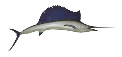 Lot 266 - SAILFISH