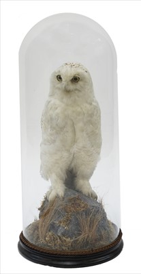 Lot 323 - SNOWY OWL