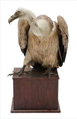 Lot 240 - GRIFFIN VULTURE