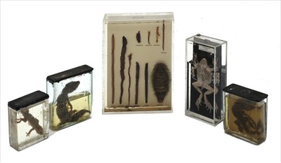 Lot 272 - TAXIDERMY: DISSECTED FROG