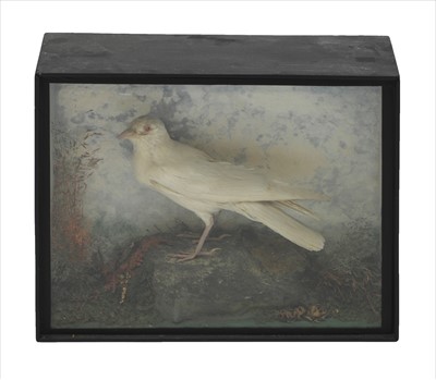 Lot 242 - ALBINO JACKDAW
