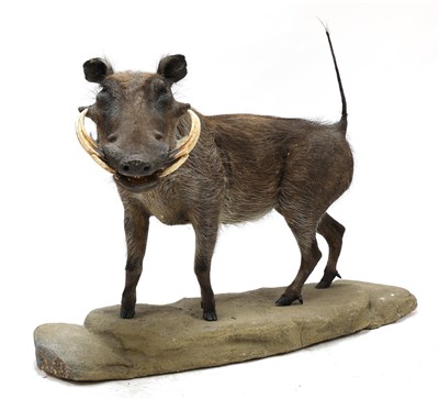 Lot 199 - A taxidermy warthog