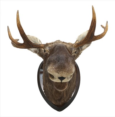 Lot 719 - Taxidermy: Moose (Alces alces)