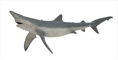 Lot 265 - A MAKO SHARK