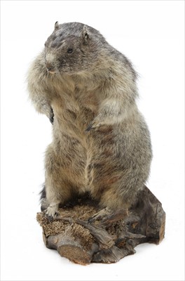 Lot 250 - A MARMOT