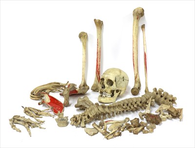 Lot 214 - SKELETON