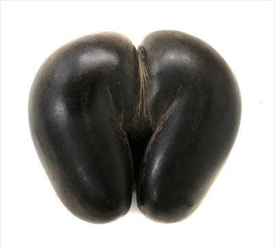 Lot 263 - COCO DE MER