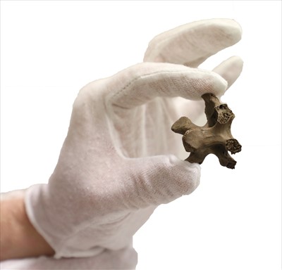Lot 317 - DODO VERTEBRAE BONE