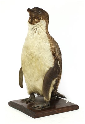 Lot 200 - An important penguin specimen from the 'Terra Nova' Expedition 1910-1913: an Adélie penguin