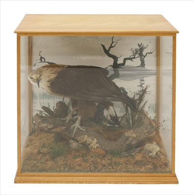 Lot 887 - Taxidermy: A Pallas Sea Eagle (or Band-tailed Fish Eagle)