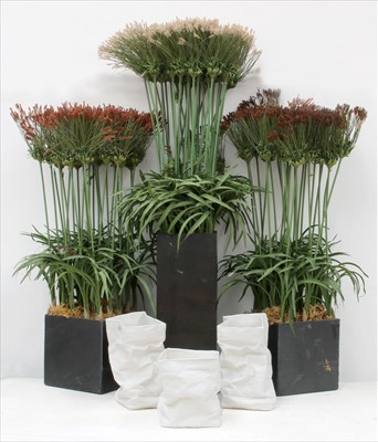 Lot 1239 - A pair of faux Papyrus grass in planters