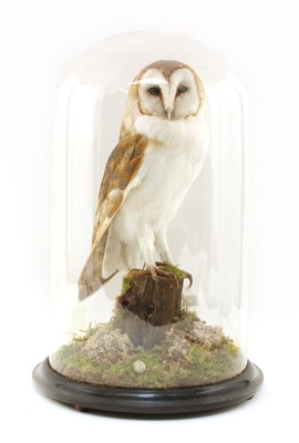 Lot 188 - Taxidermy - a male barn owl