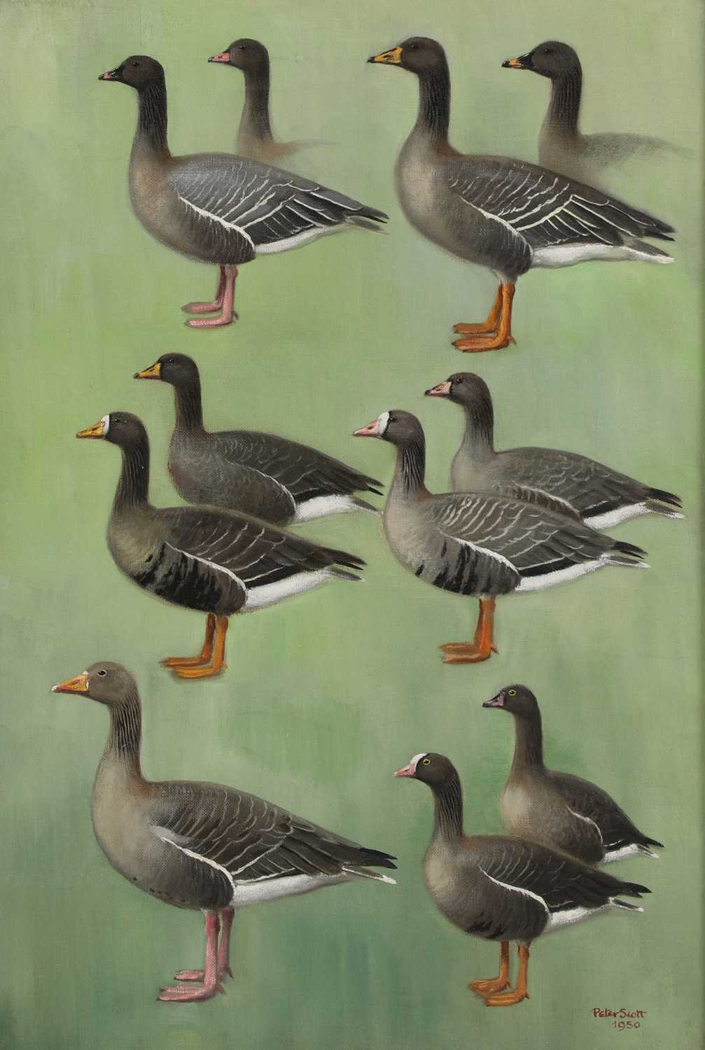 Lot 168 - Sir Peter Markham Scott (1909-1989)
