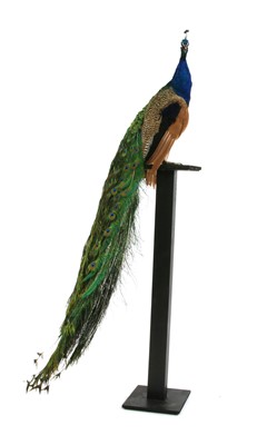 Lot 824 - Taxidermy - An Indian blue peacock, stuffed and mounted, on an ebonised stand, 195cm high