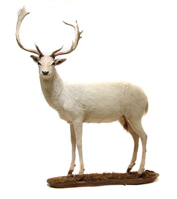 Lot 308 - A taxidermy specimen of a standing white 'Judas' fallow deer