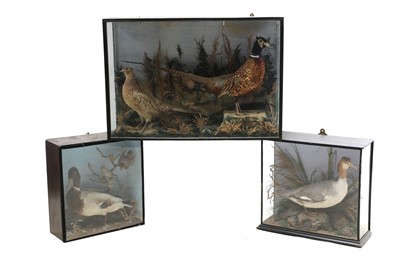 Lot 316 - A taxidermy merganzer duck
